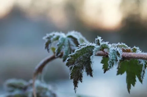Frozen leaves. Stock Photos