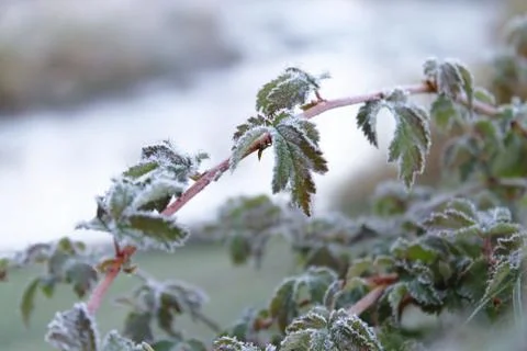 Frozen leaves. Foto stock