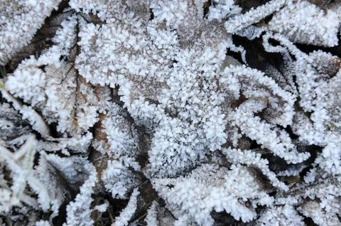 Frozen Leaves Stock Photos