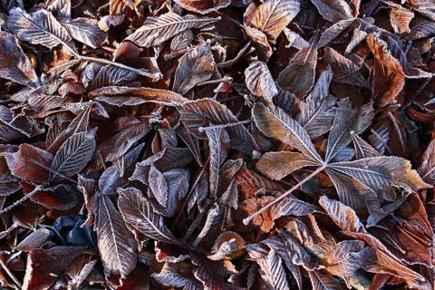 Frozen leaves Stock Photos