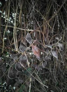 Frozen Leaves Stock Photos