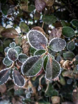 Frozen Leaves Stock Photos