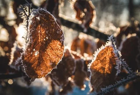 Frozen leaves Stock Photos