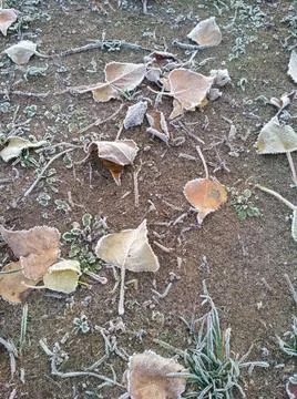 Frozen leaves Stock Photos