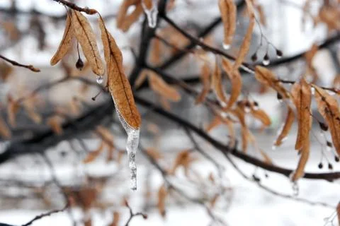 Frozen leaves of a tree in winter Stock Photos