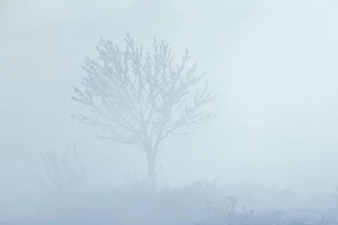 Frozen lonely tree in extremely thick fog and sea smoke Stock Photos