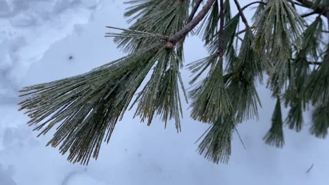 Frozen Longleaf Pine Needles Stock Footage 286394176