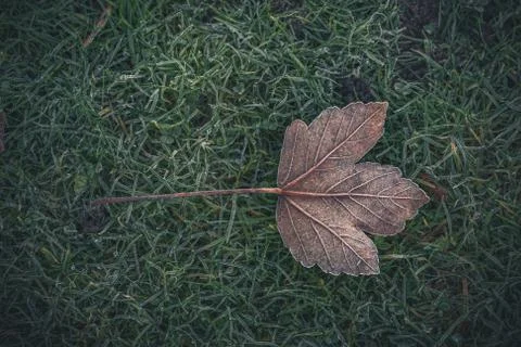 Frozen maple leaf on a cold day 写真素材
