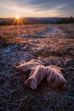 Frozen maple leaf in the early sun. Cold but beautiful autumn day. Sunrise in Stock Photos