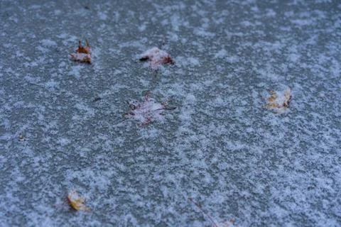 Frozen maple leaf on ground in winter Stock Photos