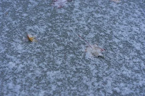 Frozen maple leaf on ground in winter Stock Photos
