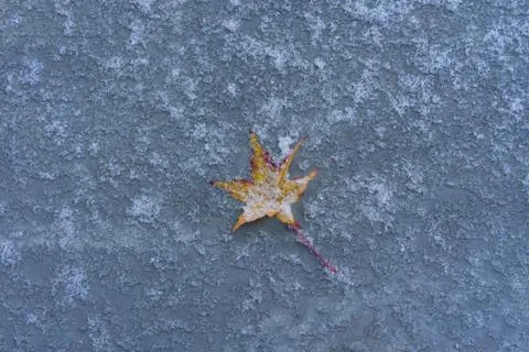 Frozen maple leaf on ground in winter Stock Photos