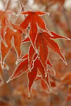 Frozen maple leaves Stock Photos