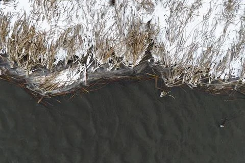 Frozen Marsh Edge in Illinois Winter Stock Photos
