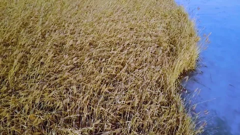 Frozen Marsh Pan right Stock Footage 71345691
