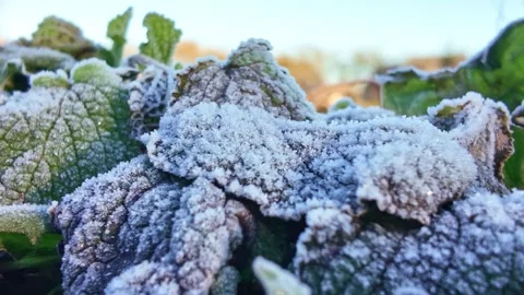 Frozen mint leaf covered in intricate white ice crystals and hoarfrost during a 스톡 동영상 331064673