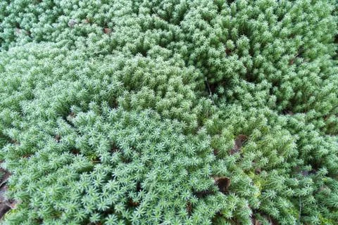 Frozen moss background Stock Photos