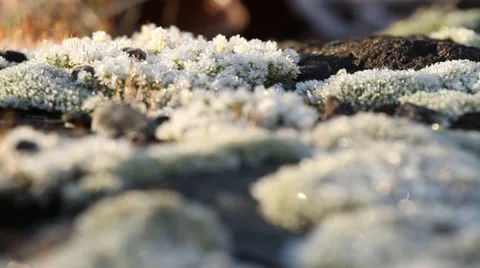 Frozen moss Vídeo Stock 32738465