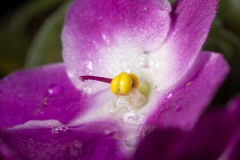 Frozen motion, drops fall on pink viola flower, macro Stock Photos