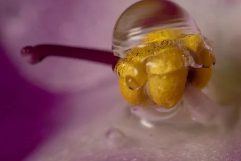 Frozen motion, drops fall on pink viola flower, macro Stock Photos