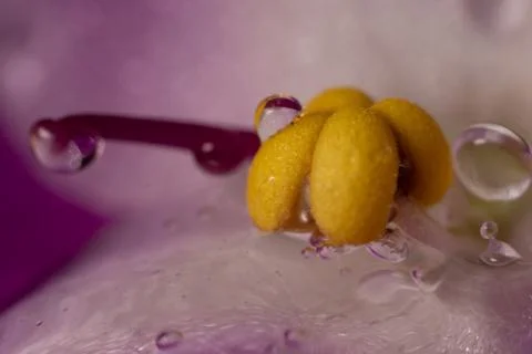 Frozen motion, drops fall on pink viola flower, macro Stock Photos