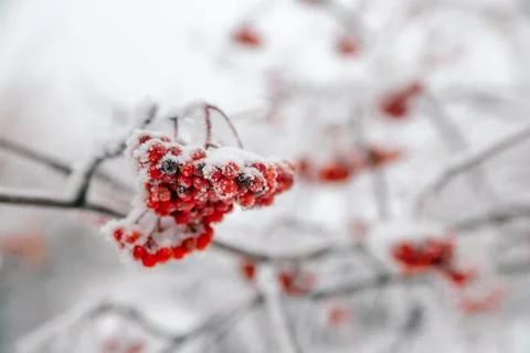 The frozen mountain ash on a branch Stock Photos