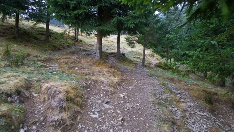 Frozen mountain with trees in autumn Stock Footage 119090415