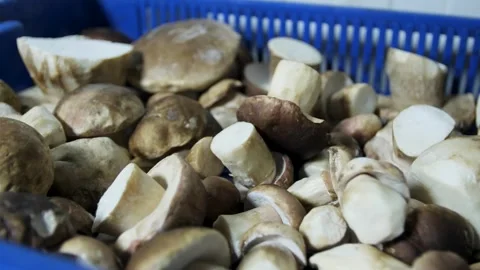 Frozen mushrooms in a box before packaging Stock Footage 279841439