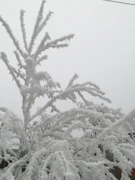 Frozen Nails Stock Photos