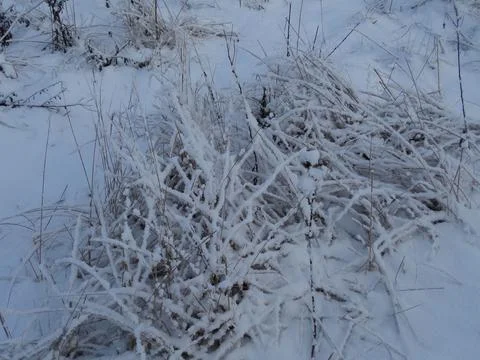 Frozen Nature Pattern Stock Photos