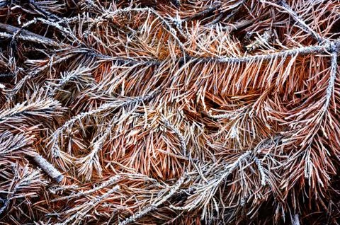 Frozen needles Stock Photos