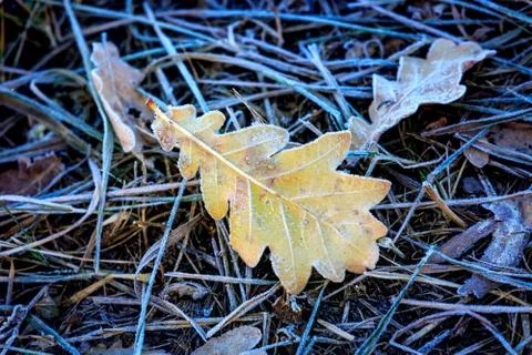 Frozen oak leaf on grass Stock Photos