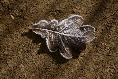 Frozen oak leaf Stock Photos