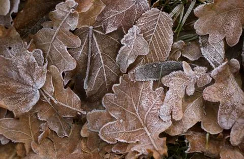 Frozen oak leafs Stock Photos