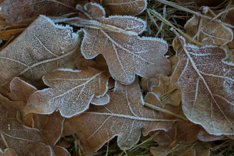 Frozen oak leafs Stock Photos