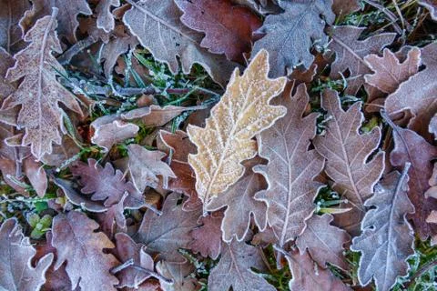 Frozen oak tree leafs Foto stock