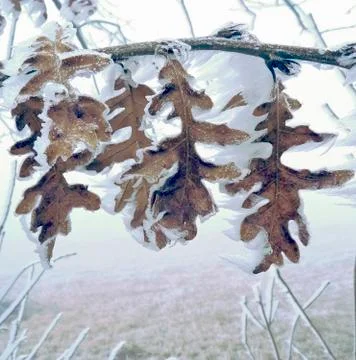 Frozen oaks leafs Stock Photos
