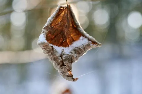 Frozen old tree leaf , beautiful natural background Stock Photos