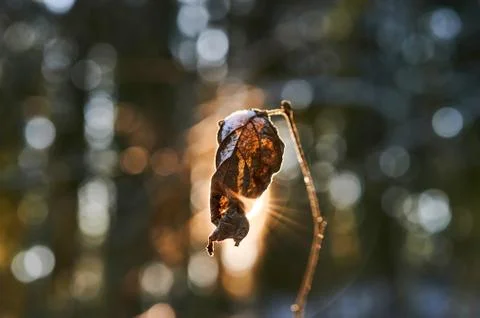 Frozen old tree leaf , beautiful natural background Stock Photos