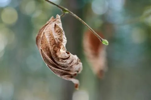 Frozen old tree leaf , beautiful natural background Stock Photos