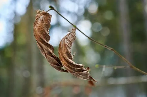 Frozen old tree leaf , beautiful natural background Stock Photos