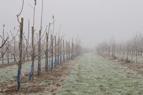 Frozen orchard Stock Photos