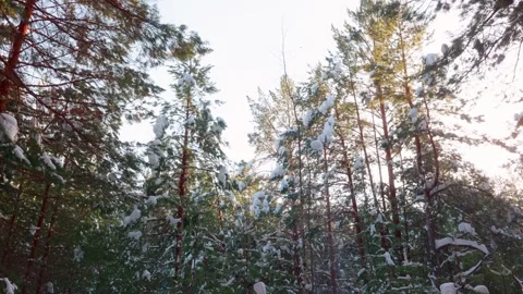 Frozen outdoor setting showcasing shimmering frost under sunny branches Video stock 332039876