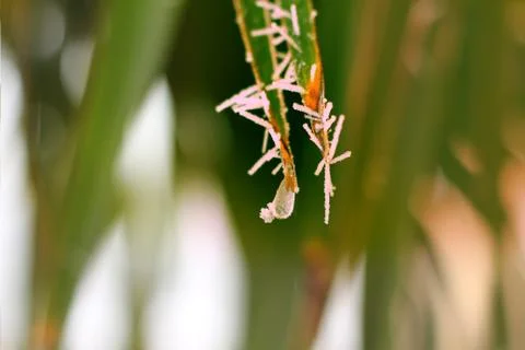 Frozen palm leaf close up Stock Photos