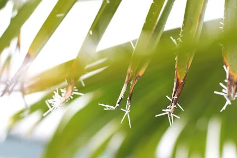 Frozen palm leafs in the light Stock Photos