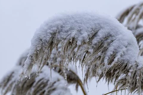 Frozen pampas grass Stock Photos