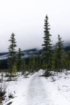 A frozen path leads into a forest of tall pine trees on a cloudy day. Stock Photos
