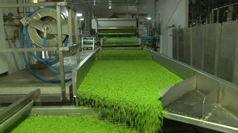 Frozen pea processing factory Stock Footage 36350527