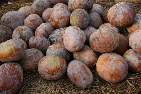 Frozen persimmons rest on straw Stock Photos
