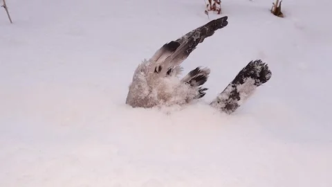 Frozen Pigeon Buried in Snow – Dramatic Scene of Winter’s Harsh Reality Stock Footage 303594065